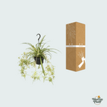 Chlorophytum Comosum kopen