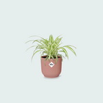  Chlorophytum Comosum kopen