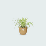  Chlorophytum Comosum kopen