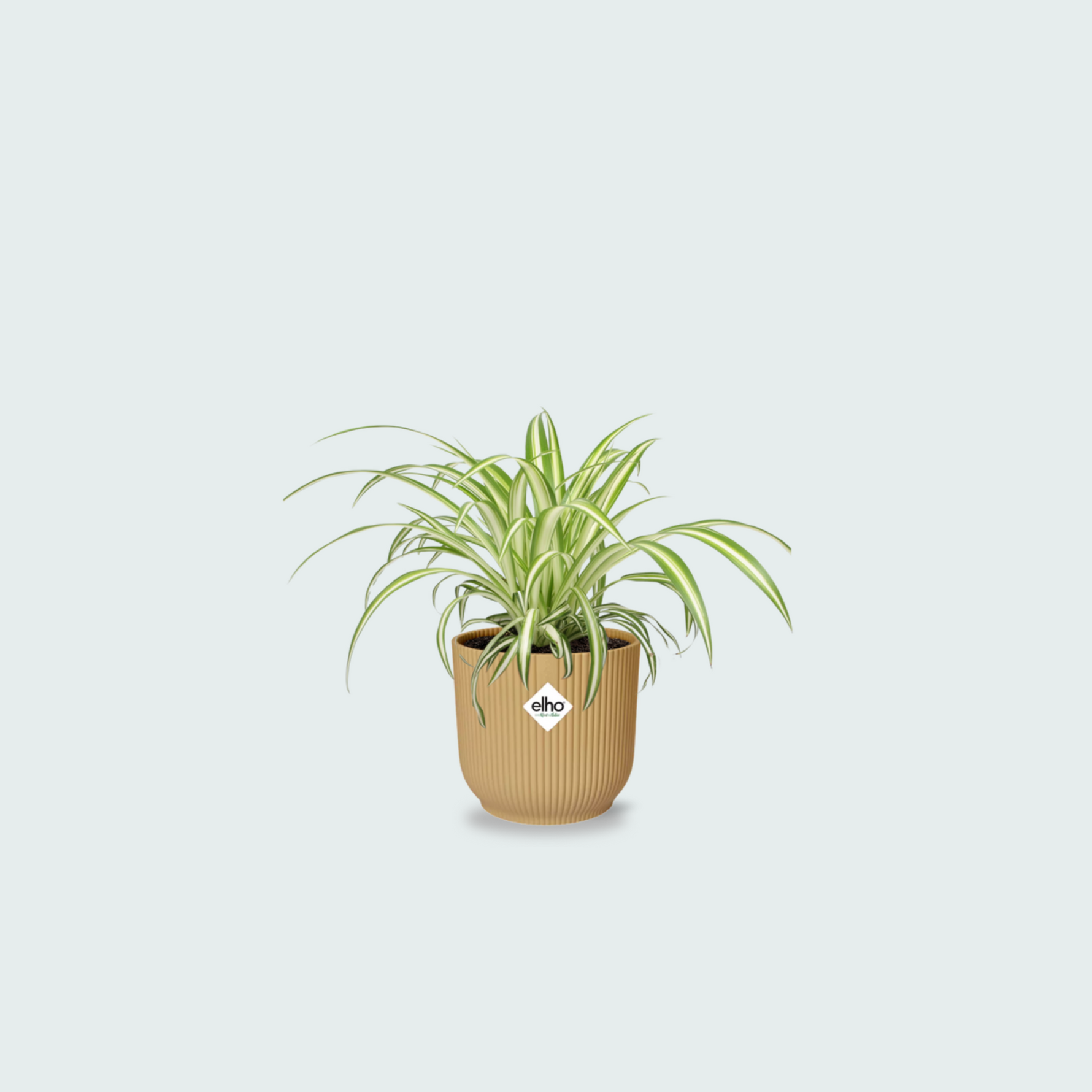  Chlorophytum Comosum kopen