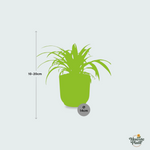  Chlorophytum Comosum kopen