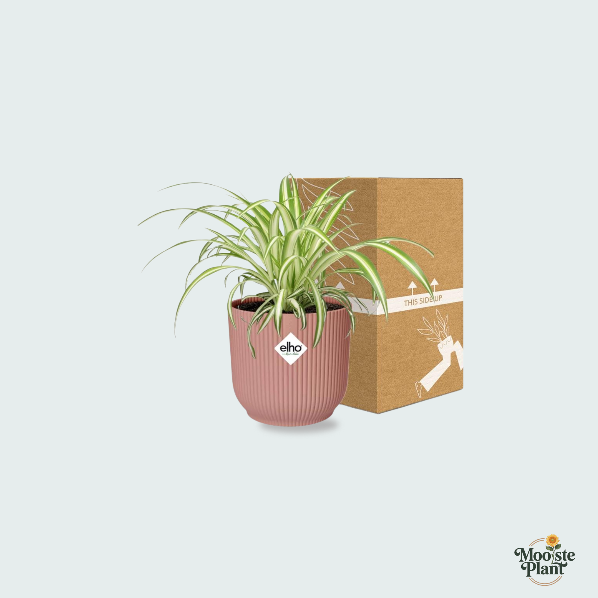  Chlorophytum Comosum kopen