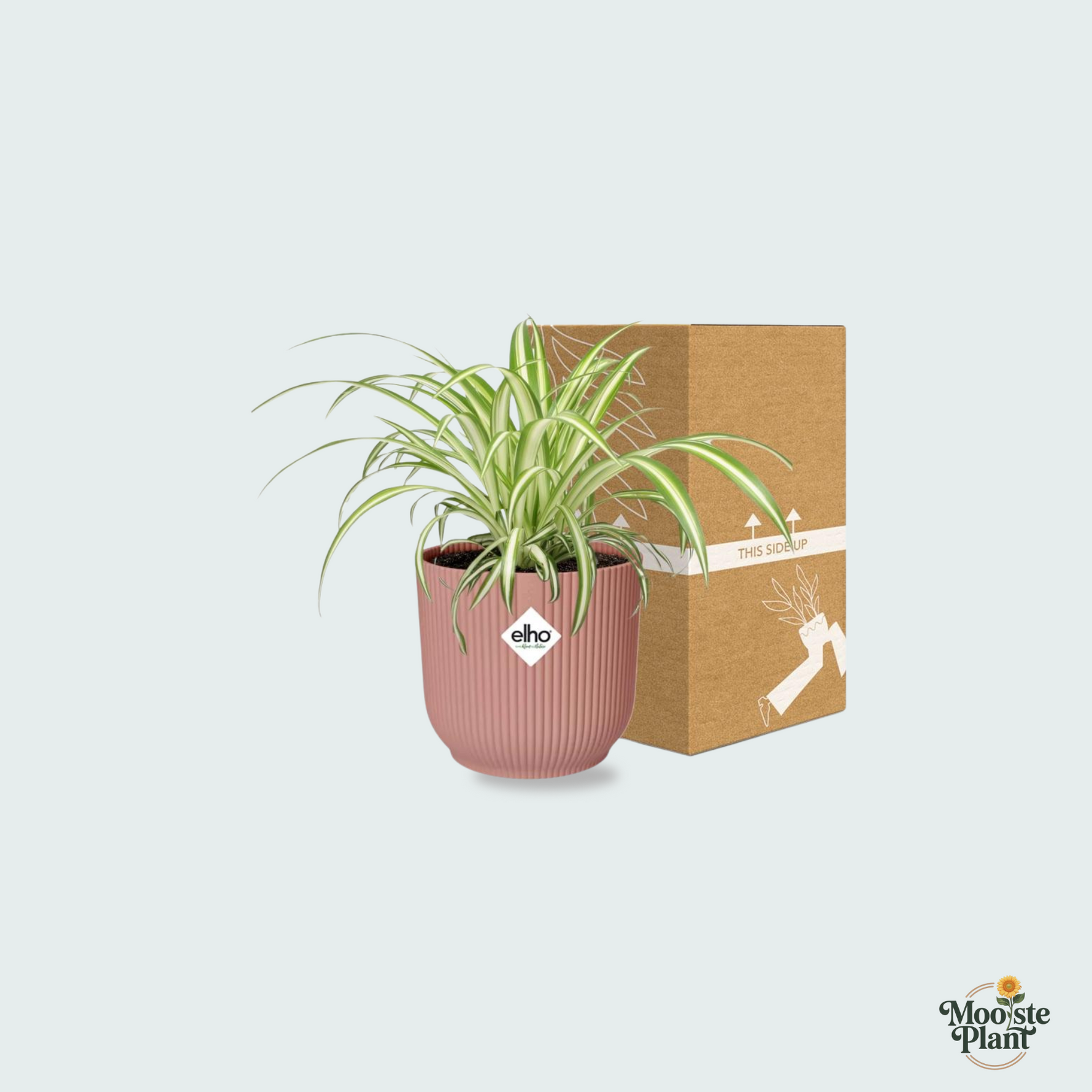  Chlorophytum Comosum kopen
