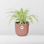  Chlorophytum Comosum kopen