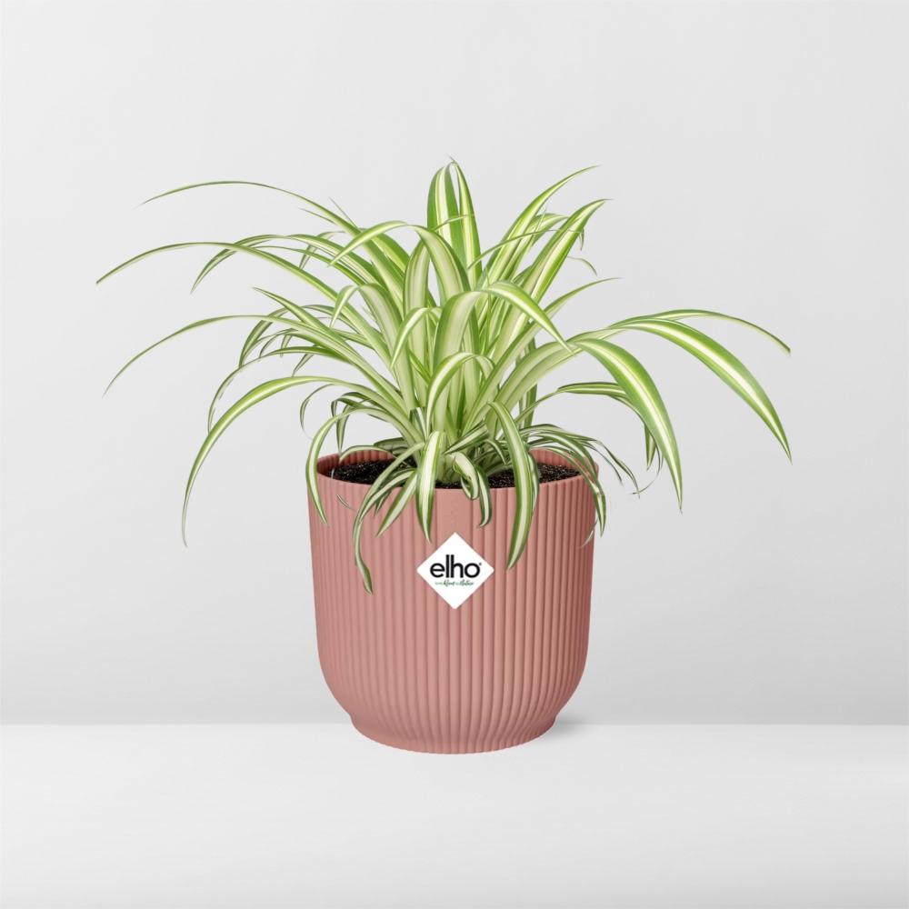  Chlorophytum Comosum kopen