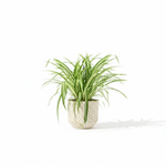 Chlorophytum Comosum