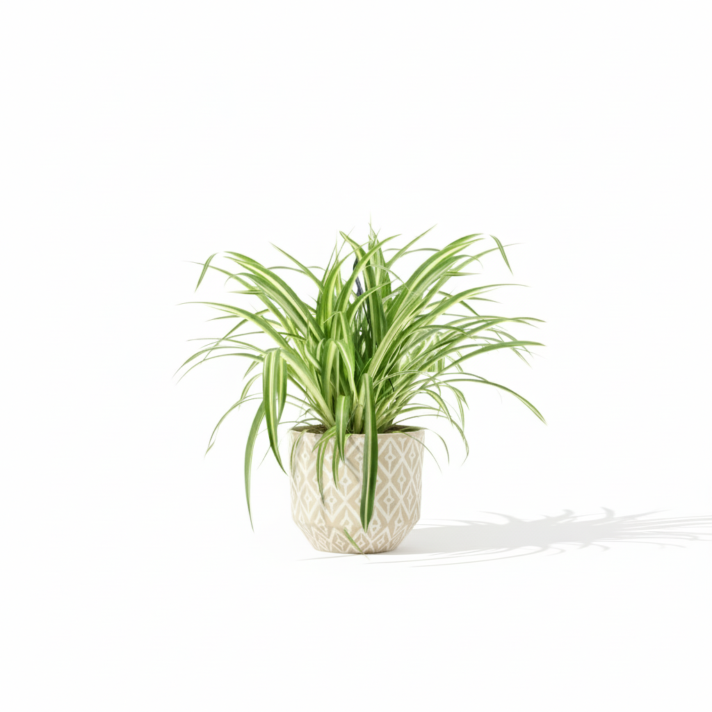 Chlorophytum Comosum