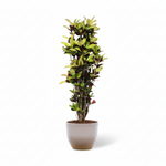 Codiaeum Croton Iceton 