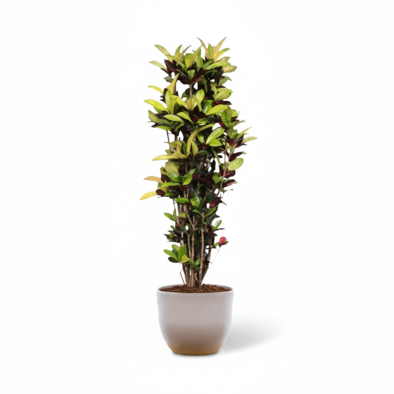 Codiaeum Croton Iceton 