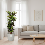 Codiaeum Croton Iceton