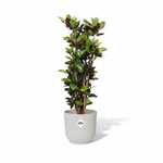 Codiaeum Croton Iceton