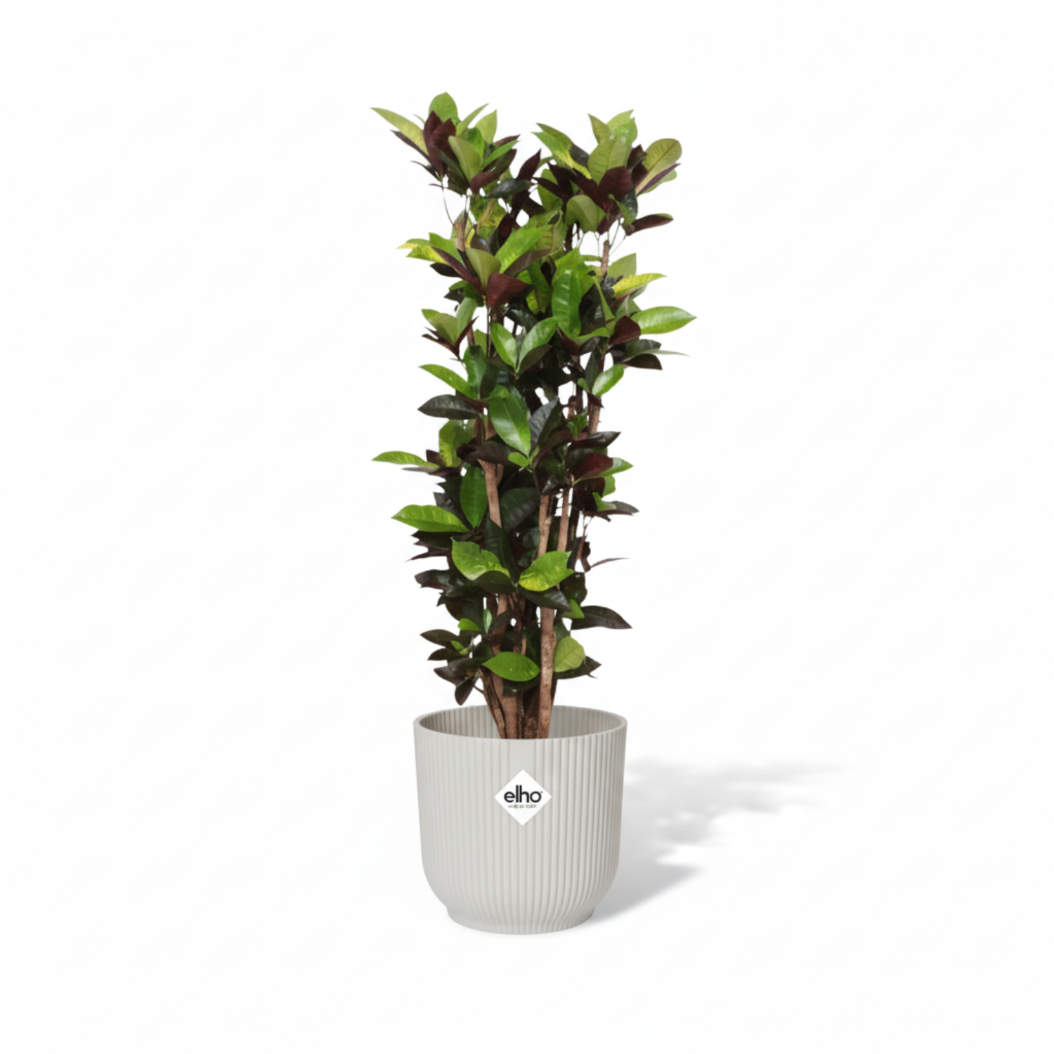 Codiaeum Croton Iceton