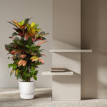Codiaeum (Croton) Iceton Kopen