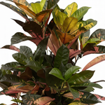 Croton Codiaeum Iceton