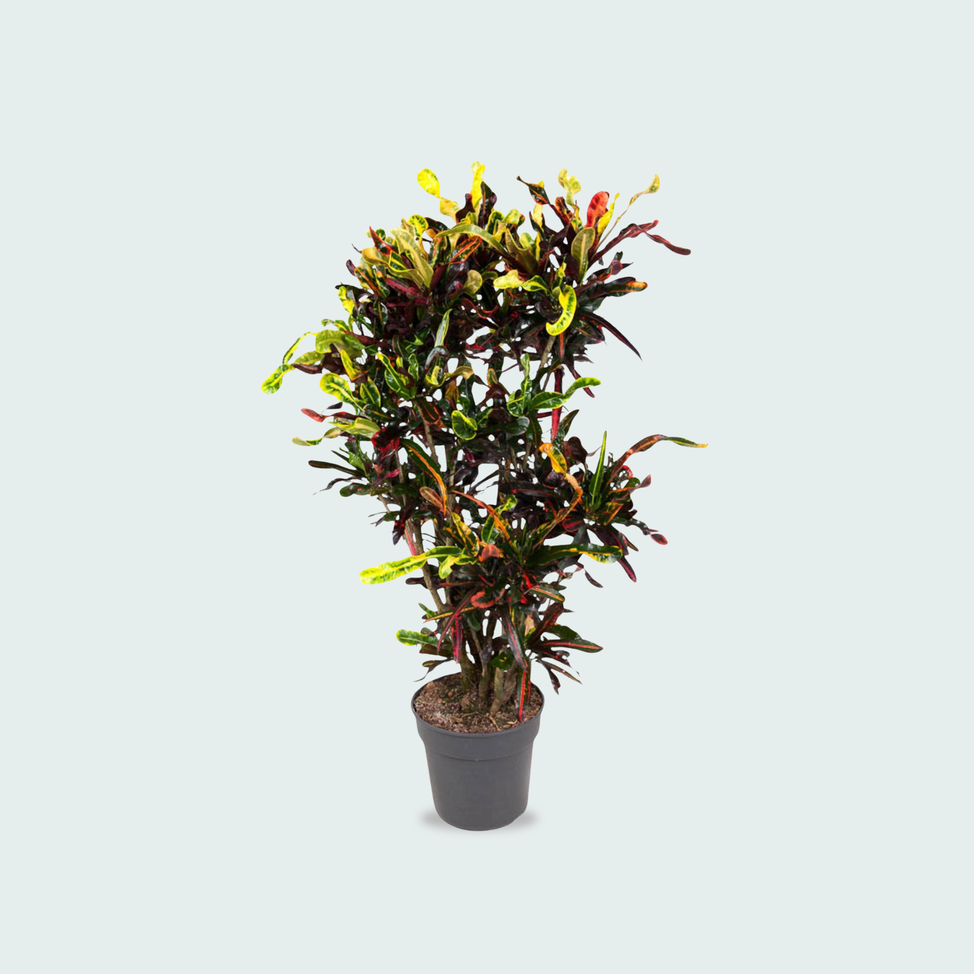 Codiaeum (Croton) Mammi vertakt - 120cm