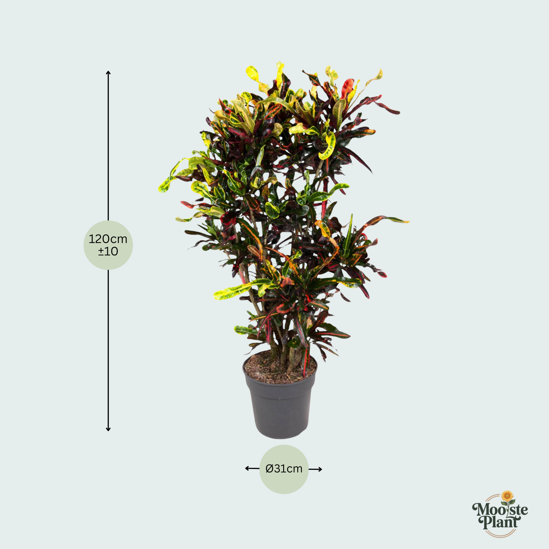 Codiaeum (Croton) Mammi vertakt - 120cm