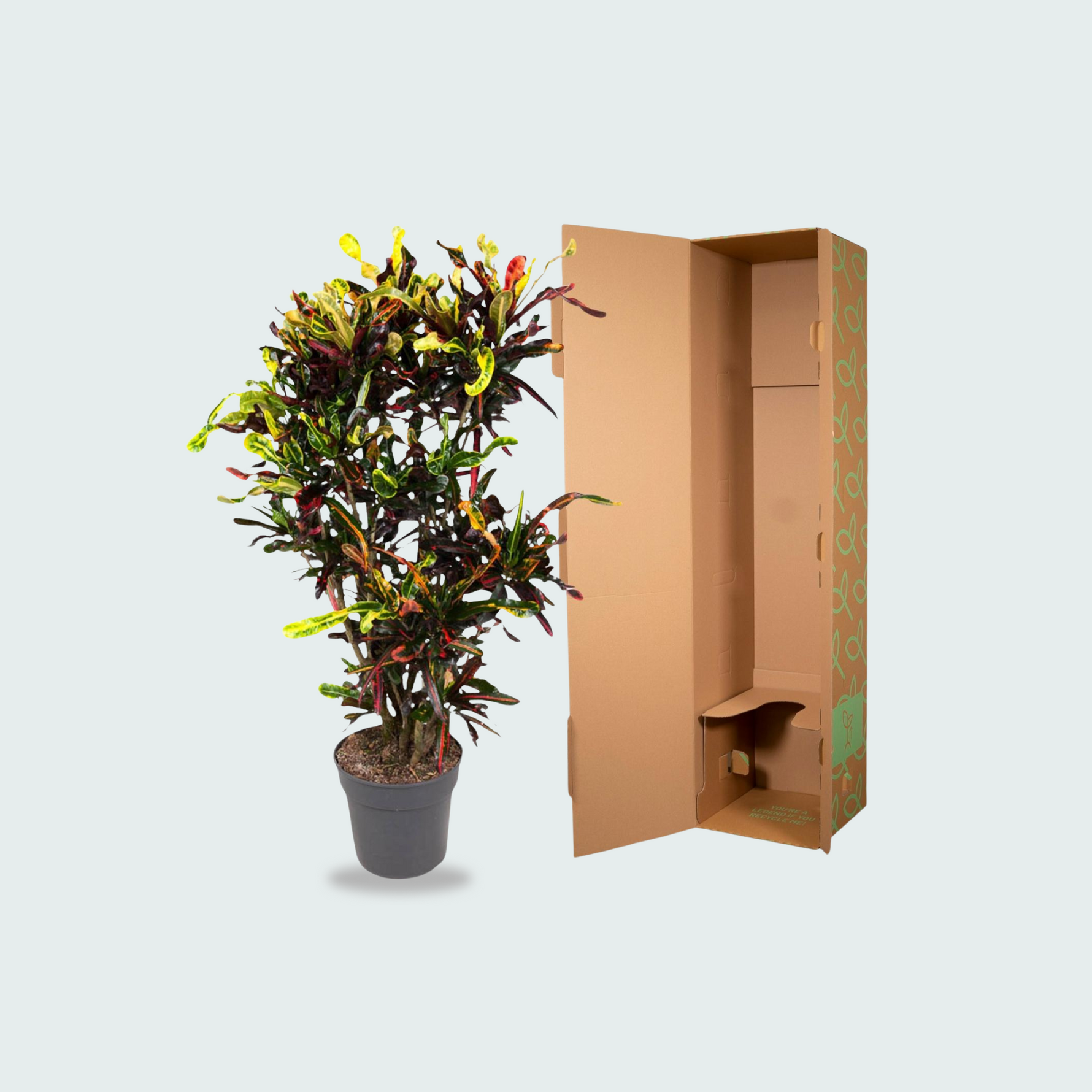 Codiaeum (Croton) Mammi vertakt - 120cm