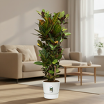 Codiaeum Croton Petra Vertakt 