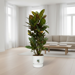 Codiaeum Croton Petra Vertakt 