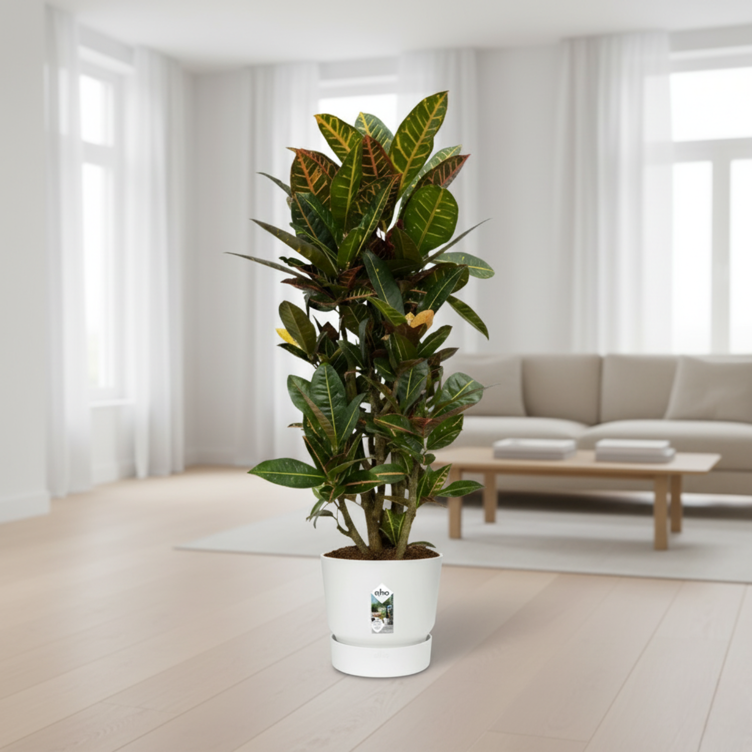 Codiaeum Croton Petra Vertakt 
