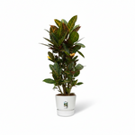 Codiaeum Croton Petra Vertakt 