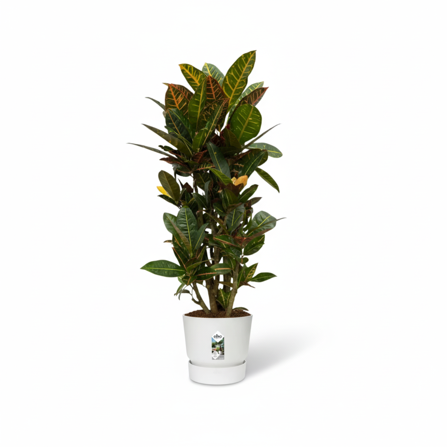 Codiaeum Croton Petra Vertakt 