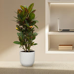 Codiaeum (Croton) Petra vertakt kopen