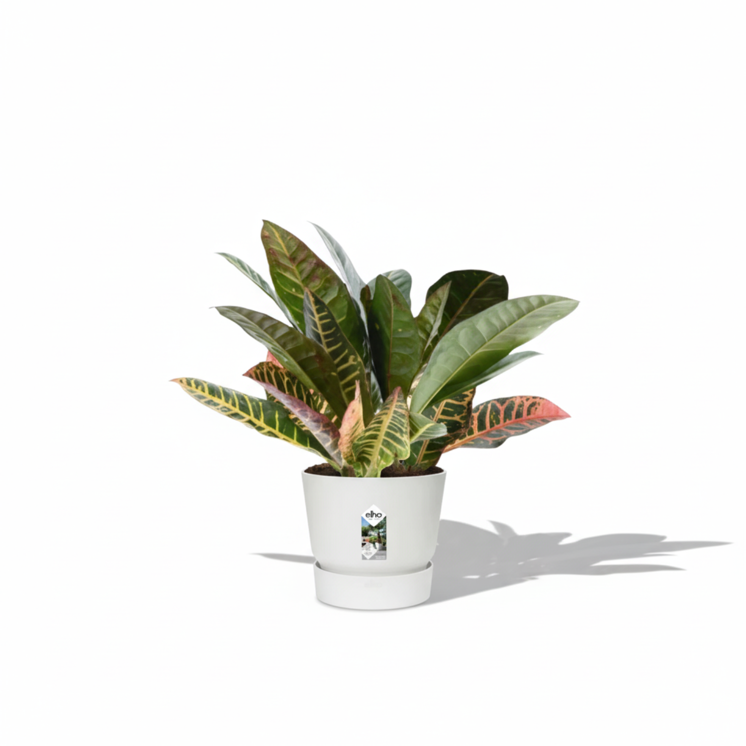 Codiaeum Croton Variegatum 