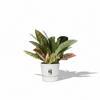Strelitzia Nicolai