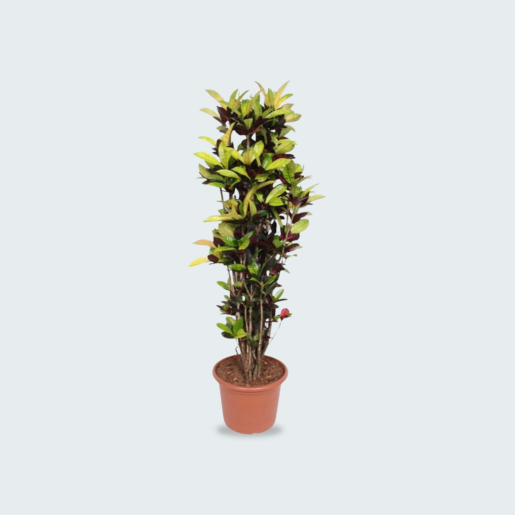 Codiaeum Iceton kopen