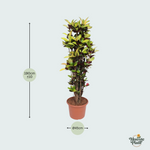Codiaeum Iceton kopen