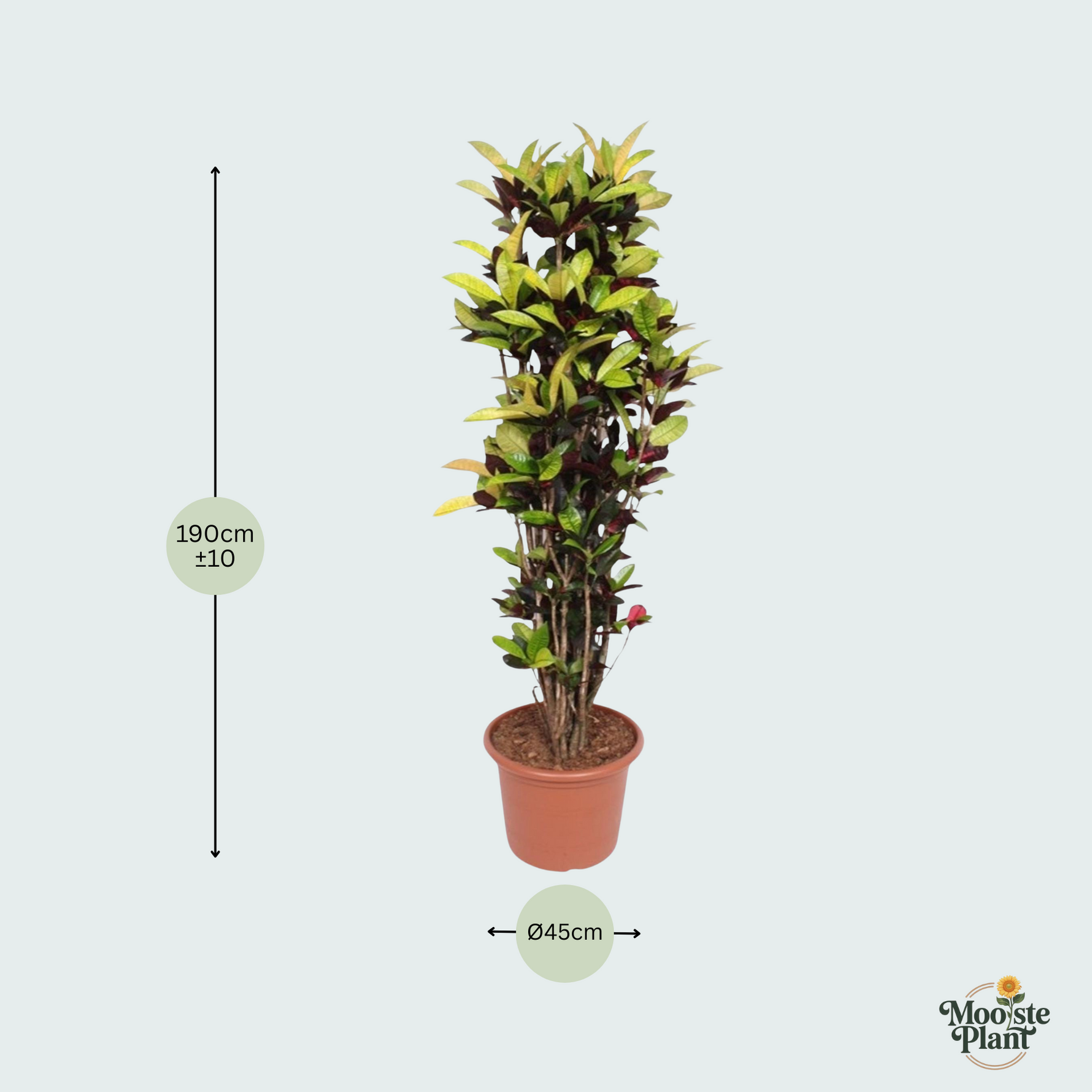 Codiaeum Iceton kopen
