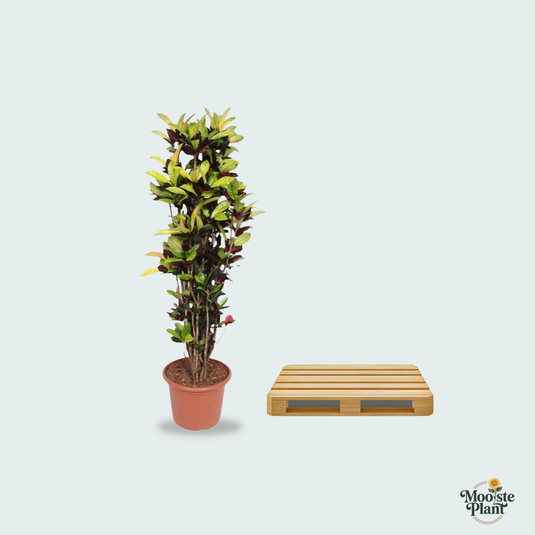 Codiaeum Iceton kopen