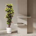 Codiaeum Iceton kopen