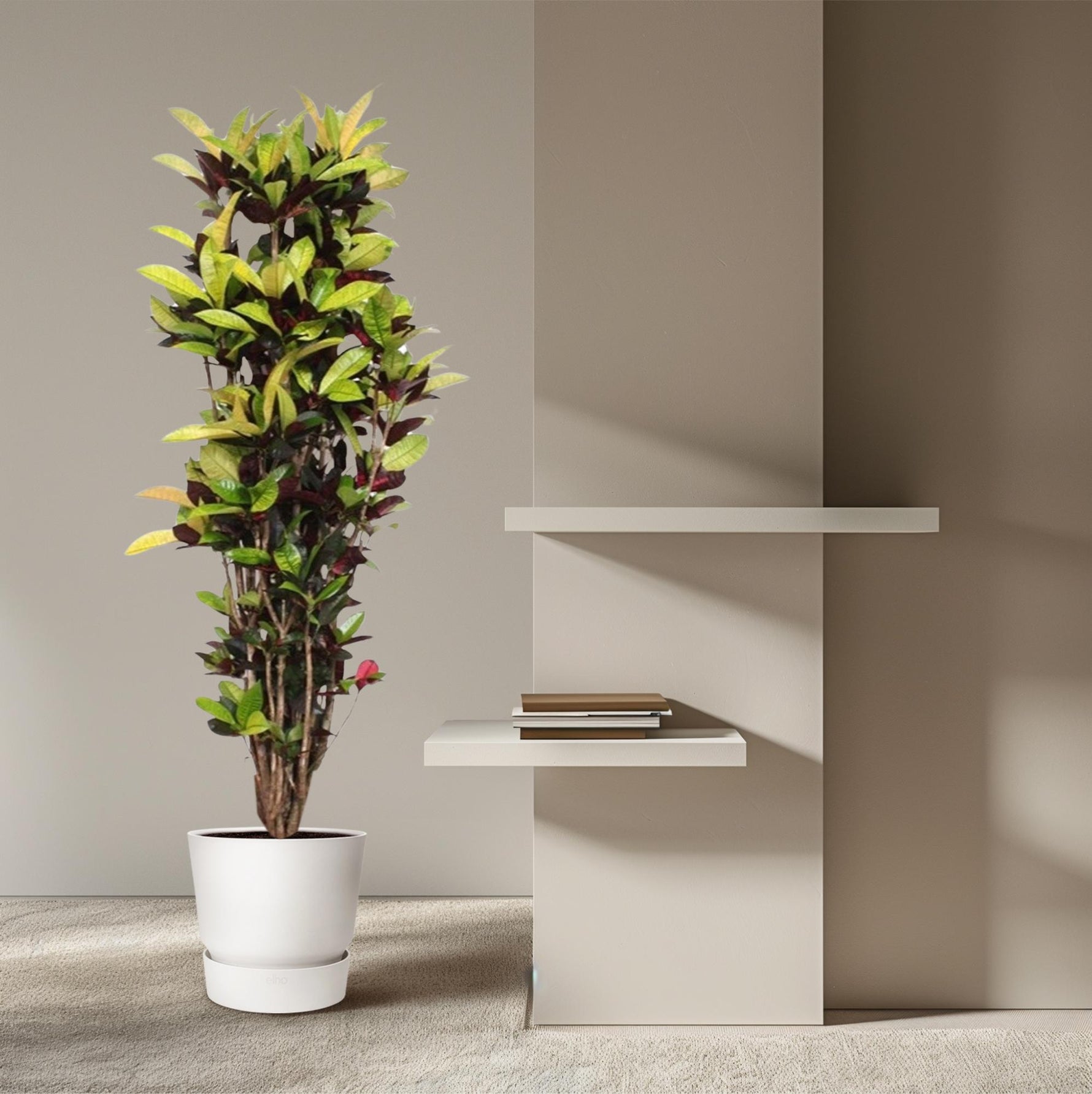 Codiaeum Iceton kopen