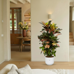 Codiaeum Iceton