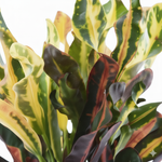 Codiaeum variegatum 'Mammi'