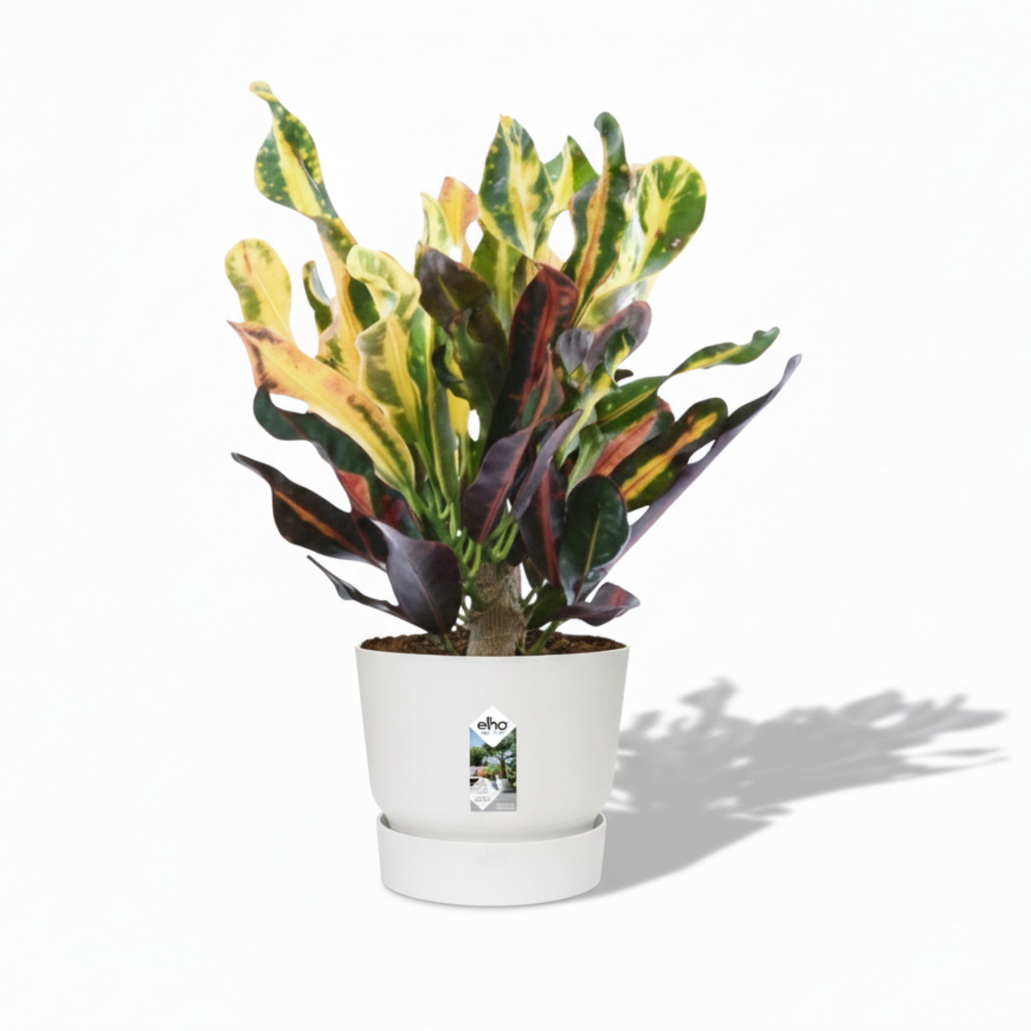 Codiaeum variegatum 'Mammi'