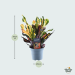Codiaeum variegatum 'Mammi' Kopen