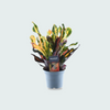 Strelitzia Nicolai
