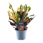 Codiaeum variegatum 'Mammi' Kopen