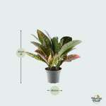 Codiaeum variegatum 'Petra' Kopen