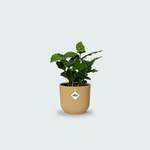 Coffea Arabica kopen