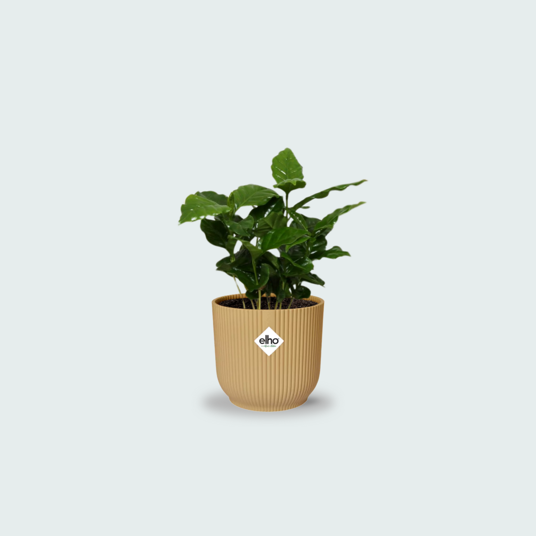 Coffea Arabica kopen