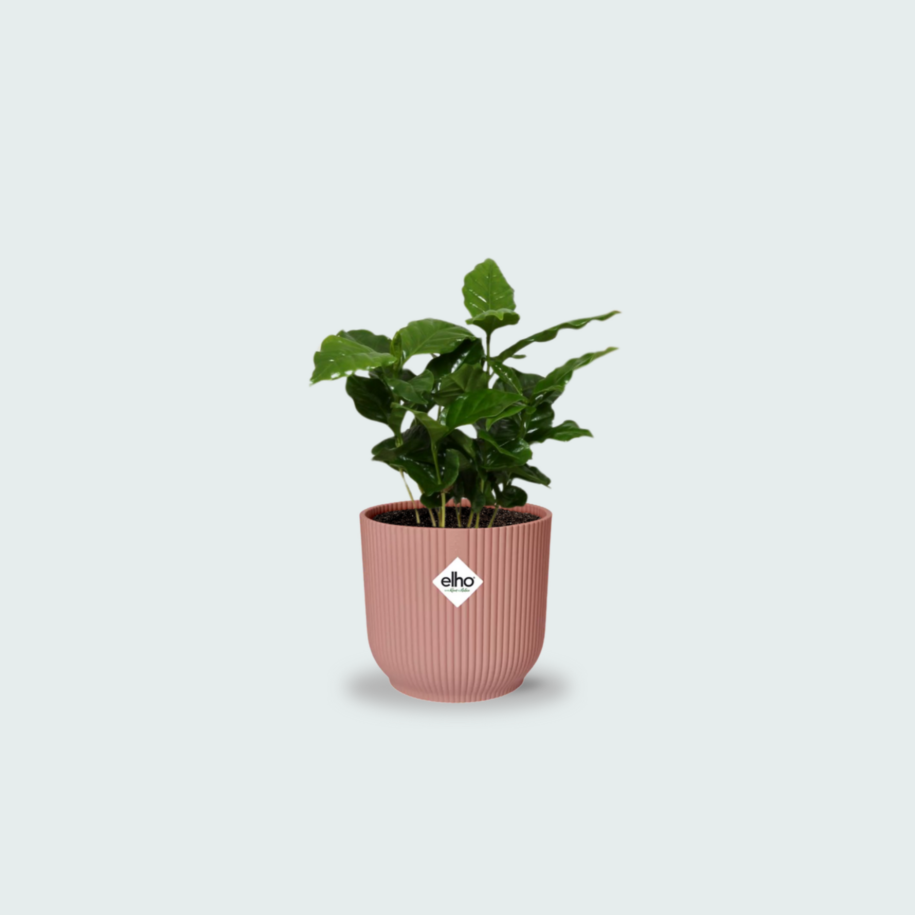 Coffea Arabica kopen