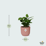 Coffea Arabica kopen