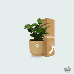 Coffea Arabica kopen