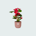 (Combi deal) Anthurium Red inclusief ELHO Vibes Fold - 30/40cm 