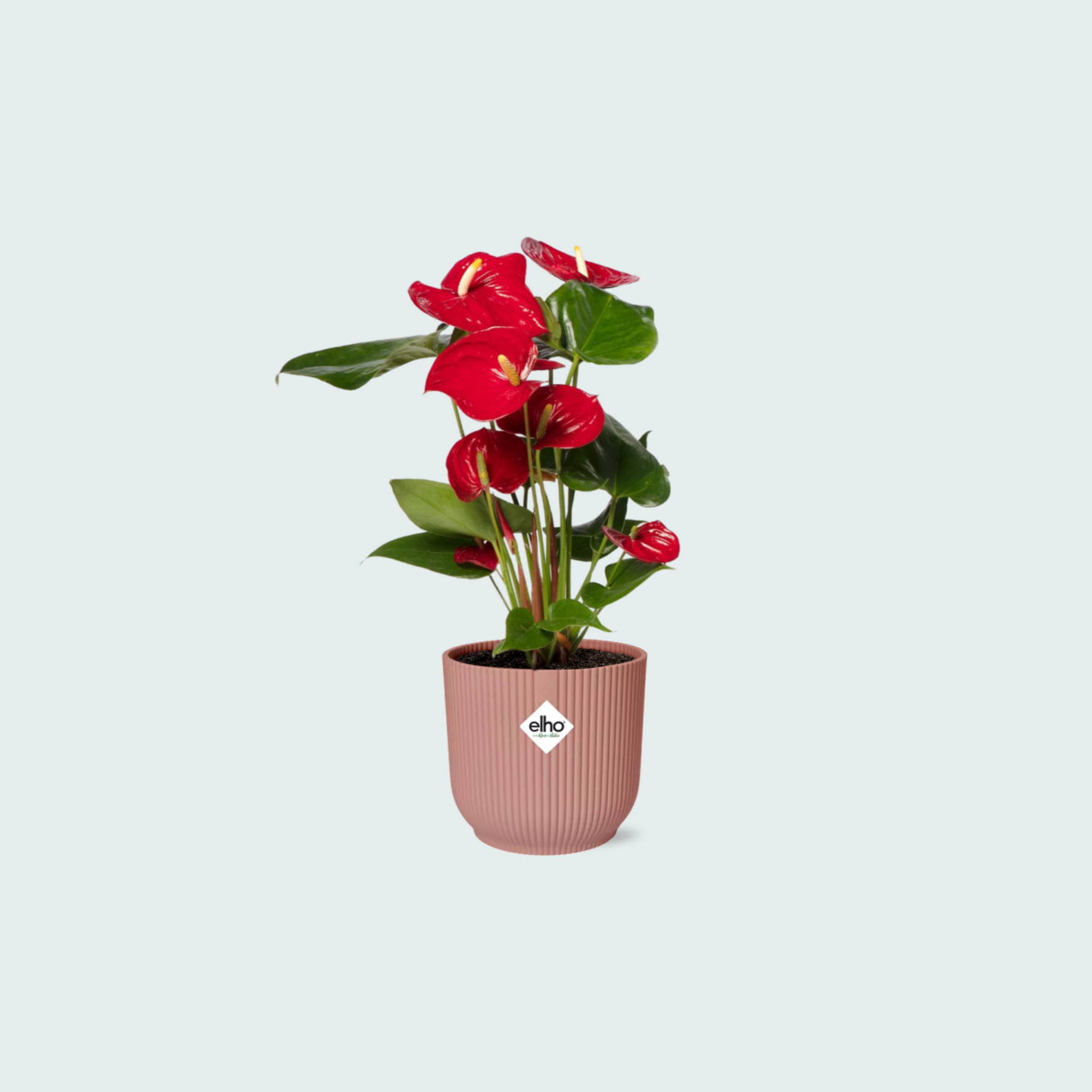 (Combi deal) Anthurium Red inclusief ELHO Vibes Fold - 30/40cm 