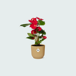 (Combi deal) Anthurium Red inclusief ELHO Vibes Fold - 30/40cm 